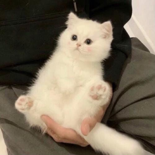 Indah Permata avatar